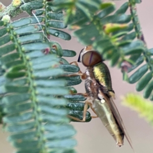 Odontomyia decipiens at Mount Ainslie - 7 Dec 2023 04:14 PM