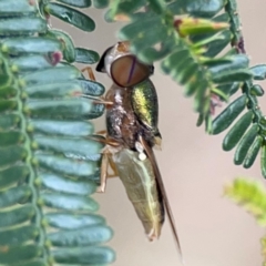 Odontomyia decipiens at Mount Ainslie - 7 Dec 2023