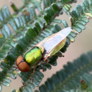 Odontomyia decipiens at Mount Ainslie - 7 Dec 2023