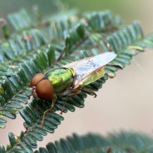 Odontomyia decipiens at Mount Ainslie - 7 Dec 2023