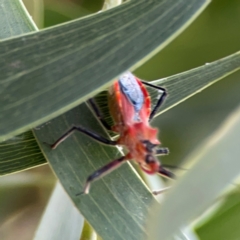 Gminatus australis at Mount Ainslie - 7 Dec 2023