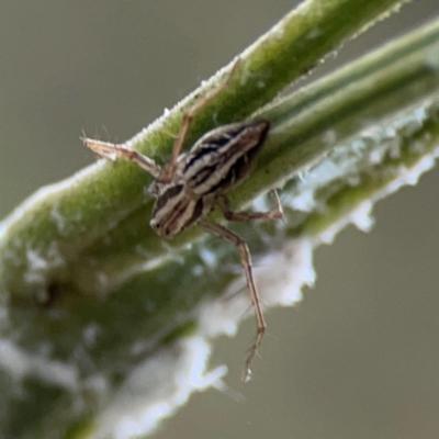 Oxyopes elegans (Elegant Lynx Spider) at Mount Ainslie - 7 Dec 2023 by Hejor1