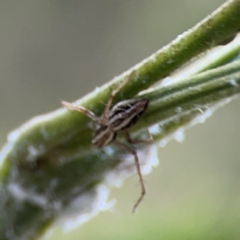 Oxyopes elegans at Mount Ainslie - 7 Dec 2023 04:07 PM