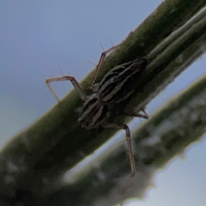 Oxyopes elegans at Mount Ainslie - 7 Dec 2023 04:07 PM