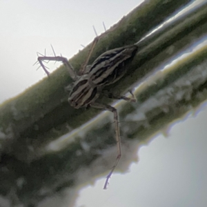 Oxyopes elegans at Mount Ainslie - 7 Dec 2023 04:07 PM