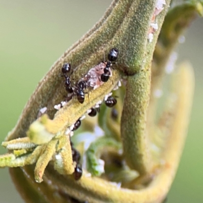 Monomorium sp. (genus) (A Monomorium ant) at Mount Ainslie - 7 Dec 2023 by Hejor1