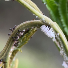 Monomorium sp. (genus) at Mount Ainslie - 7 Dec 2023