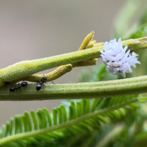 Cryptolaemus montrouzieri at Mount Ainslie - 7 Dec 2023