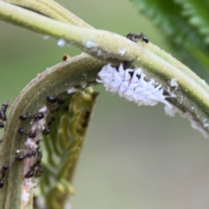 Cryptolaemus montrouzieri at Mount Ainslie - 7 Dec 2023