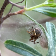 Araneus albotriangulus at Mount Ainslie - 7 Dec 2023 04:02 PM