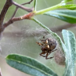 Araneus albotriangulus at Mount Ainslie - 7 Dec 2023 04:02 PM