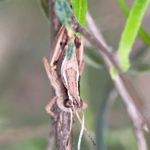 Phaulacridium vittatum at Mount Ainslie - 7 Dec 2023 04:01 PM