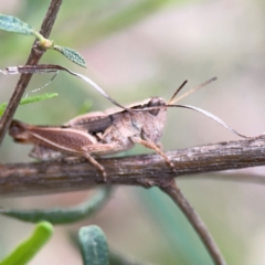 Phaulacridium vittatum at Mount Ainslie - 7 Dec 2023 04:01 PM