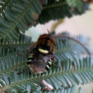 Odontomyia hunteri at Mount Ainslie - 7 Dec 2023