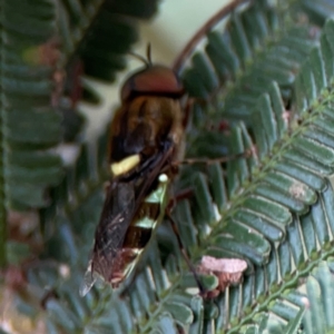 Odontomyia hunteri at Mount Ainslie - 7 Dec 2023 04:00 PM