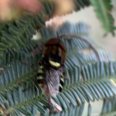 Odontomyia hunteri at Mount Ainslie - 7 Dec 2023 04:00 PM