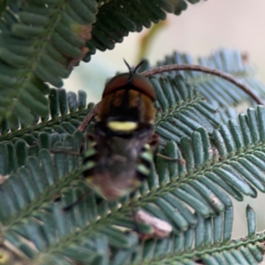 Odontomyia hunteri at Mount Ainslie - 7 Dec 2023 04:00 PM