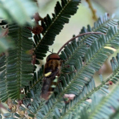 Odontomyia hunteri at Mount Ainslie - 7 Dec 2023