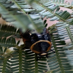 Ellipsidion australe at Mount Ainslie - 7 Dec 2023 03:57 PM