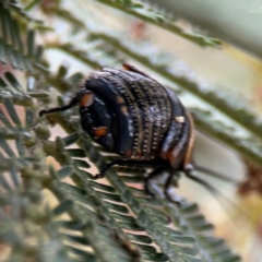 Ellipsidion australe at Mount Ainslie - 7 Dec 2023