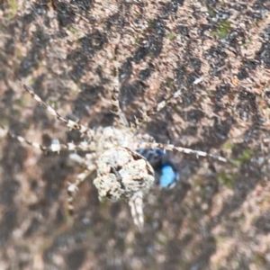 Tamopsis sp. (genus) at Mount Ainslie - 7 Dec 2023 03:56 PM