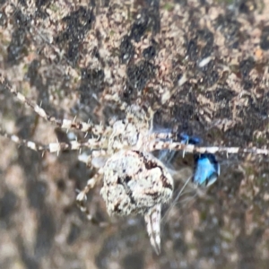 Tamopsis sp. (genus) at Mount Ainslie - 7 Dec 2023 03:56 PM