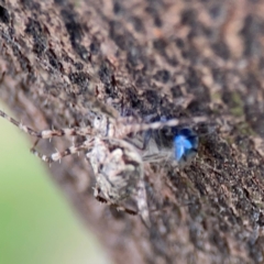 Tamopsis sp. (genus) at Mount Ainslie - 7 Dec 2023