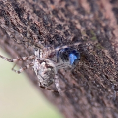 Tamopsis sp. (genus) at Mount Ainslie - 7 Dec 2023