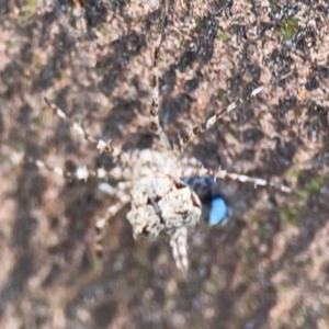 Tamopsis sp. (genus) at Mount Ainslie - 7 Dec 2023