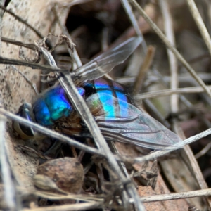 Chrysomya sp. (genus) at Mount Ainslie - 7 Dec 2023