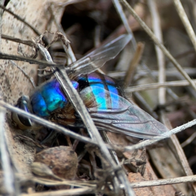 Chrysomya sp. (genus) (A green/blue blowfly) at Mount Ainslie - 7 Dec 2023 by Hejor1