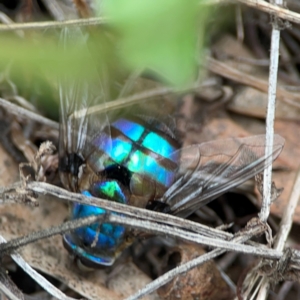 Chrysomya sp. (genus) at Mount Ainslie - 7 Dec 2023