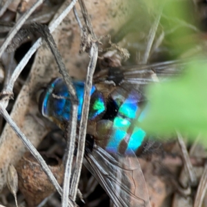 Chrysomya sp. (genus) at Mount Ainslie - 7 Dec 2023 03:55 PM