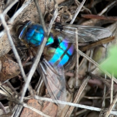 Chrysomya sp. (genus) at Mount Ainslie - 7 Dec 2023 03:55 PM