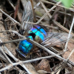 Chrysomya sp. (genus) at Mount Ainslie - 7 Dec 2023