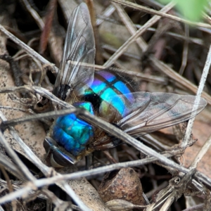 Chrysomya sp. (genus) at Mount Ainslie - 7 Dec 2023 03:55 PM