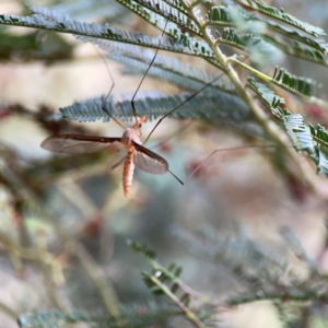 Leptotarsus (Macromastix) costalis at Mount Ainslie - 7 Dec 2023 03:54 PM