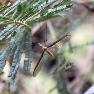 Leptotarsus (Macromastix) costalis at Mount Ainslie - 7 Dec 2023 03:54 PM