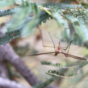 Leptotarsus (Macromastix) costalis at Mount Ainslie - 7 Dec 2023 03:54 PM