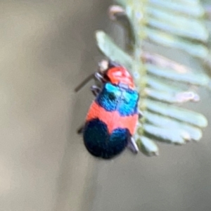 Dicranolaius sp. at Mount Ainslie - 7 Dec 2023 03:51 PM