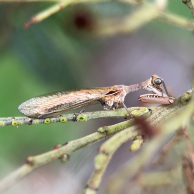 Mantispidae (family) (Unidentified mantisfly) at Mount Ainslie - 7 Dec 2023 by Hejor1