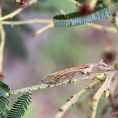 Mantispidae (family) at Mount Ainslie - 7 Dec 2023 03:49 PM