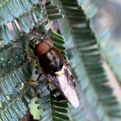 Odontomyia hunteri at Mount Ainslie - 7 Dec 2023 03:48 PM