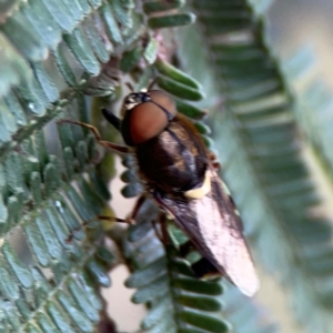 Odontomyia hunteri at Mount Ainslie - 7 Dec 2023