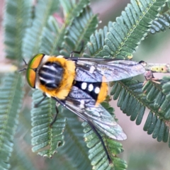 Scaptia (Scaptia) auriflua (A flower-feeding march fly) at Mount Ainslie - 7 Dec 2023 by Hejor1