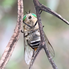 Scaptia (Scaptia) auriflua at Mount Ainslie - 7 Dec 2023