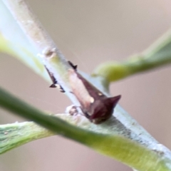 Pogonella minutus (Tiny two-spined treehopper) at Mount Ainslie - 7 Dec 2023 by Hejor1