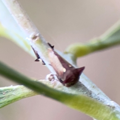 Pogonella minutus (Tiny two-spined treehopper) at Mount Ainslie - 7 Dec 2023 by Hejor1