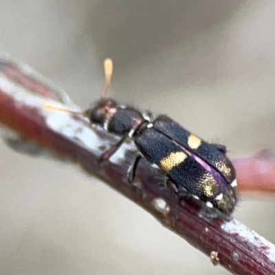 Eleale pulchra (Clerid beetle) at Mount Ainslie - 7 Dec 2023 by Hejor1