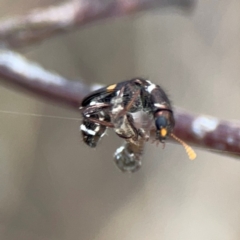 Eleale pulchra at Mount Ainslie - 7 Dec 2023 03:31 PM